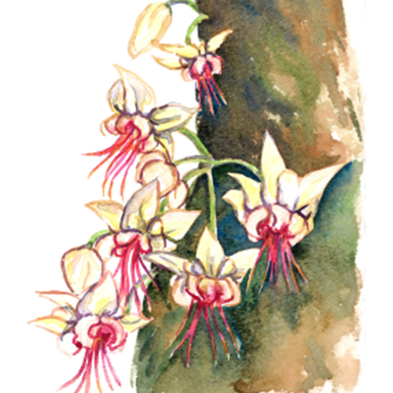 I Fiori del Cacao